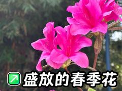 -九龙公园