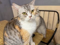 -豆逗聊愈猫阁Easy Life