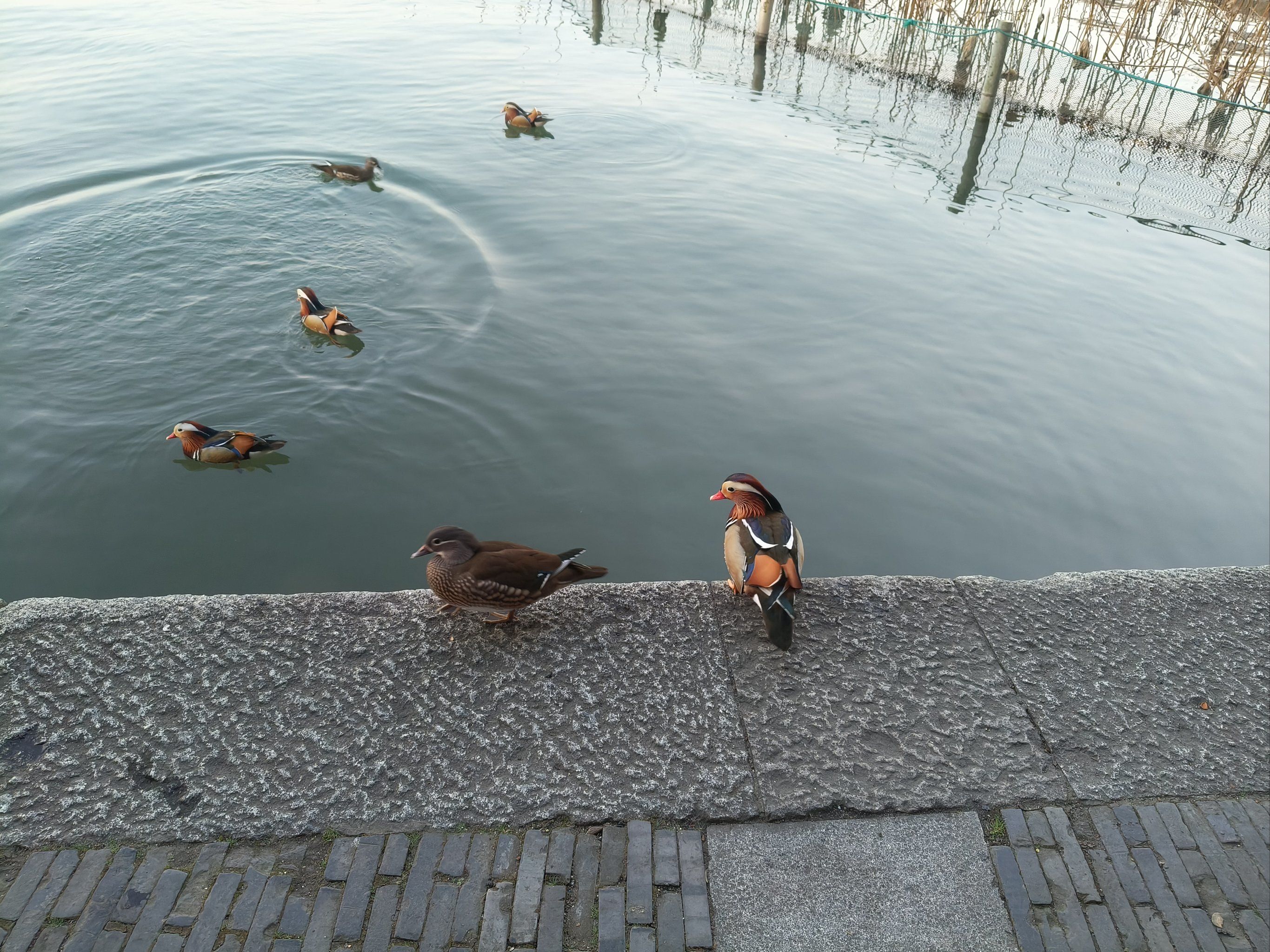 鸳鸯