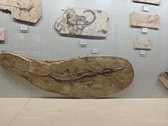 -辽宁古生物博物馆