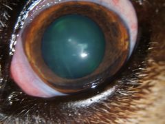 -爱侣宠医·鹦鹉专科·小型哺乳类·异宠专科(灵石路店)