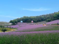-大塘金香草谷