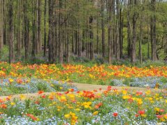 -上海共青森林公园