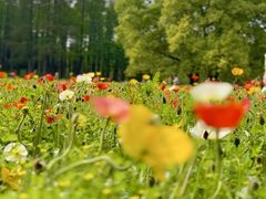 -上海共青森林公园