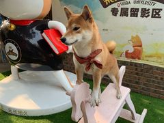 -柴犬高等学院·狗咖·柴犬售卖·宠物训练