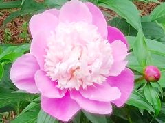 -长春公园(普阳街道)