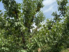 -姚家猪蹄坊(蓝田县店)