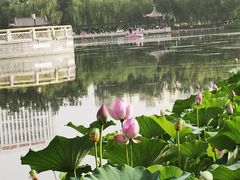 -莲花池公园