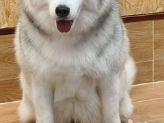 -和它·交个朋友·狗咖猫咖(爱琴海店)