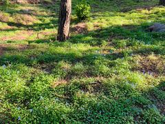 -鲁山国家森林公园