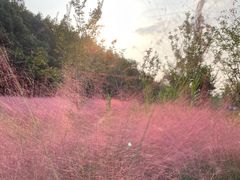 -昆山城市生态森林公园