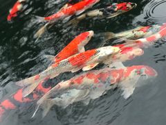 -旺山·浪头人家