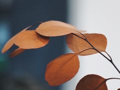 -肥朵食堂(带梦胡同店)