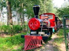 -合肥滨湖国家森林公园