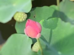iphone_upload_pic-武清南湖绿博园