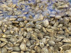 -双合园·海鲜水饺青岛菜(九水东路店)