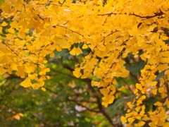 -金地格林小镇6号院