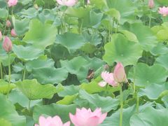 -嘉北郊野公园