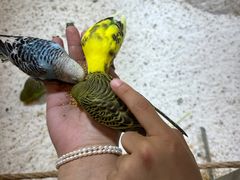 -上海昆虫博物馆