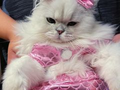 -猫大福·Fortune Cat猫舍(百子湾店)