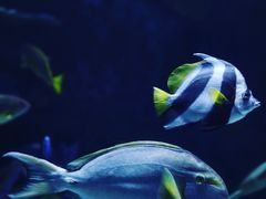 -暹罗海洋世界