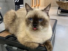 -Heymao猫咖.咖啡厅(东门店)