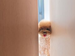 -艾贝尔宠物医院 ·内科全科(梁溪路店)