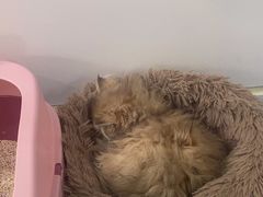 -糯米喵星人总部直营旗舰店·猫舍·幼猫出售