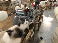 -共舞时光猫咖·狗咖(新街口店)