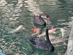 -茵特拉根酒店·西餐厅