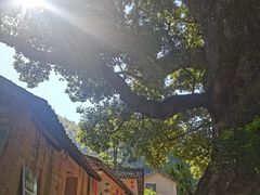-杨家堂村
