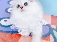 -糯米喵星人·撸猫猫舍咖啡馆(西市场嘉华店)