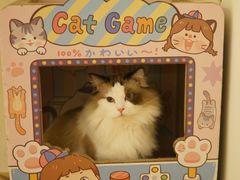 -猫腻·猫咖·撸猫馆(星光大道店)