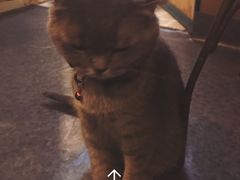 -猫色咖啡·猫咖