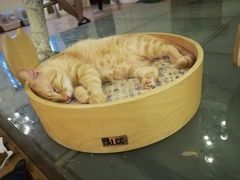 -萌喵宠狗爱心宠咖