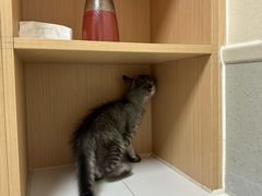 -谐和益家动物医院·免疫绝育·血液透析·宠保定点医院(高新伊藤分院)
