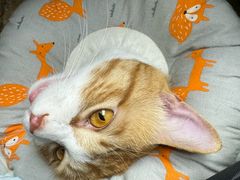 -纳吉亚猫专科动物诊疗中心(蒋宅口分院)