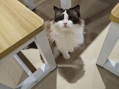 -藏猫猫咖啡主题馆(中央大道店)