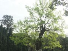 -东湖落雁景区