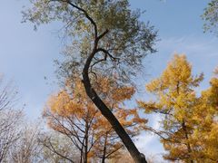 -黑龙江省森林植物园