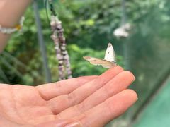 -上海大自然野生昆虫馆(东方明珠·爬宠昆虫探索中心)