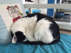 iphone_upload_pic-Anne猫窝咖啡屋