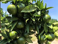 -小六农家乐(崇明西沙湿地店)