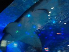 -烟台海昌鲸鲨海洋公园