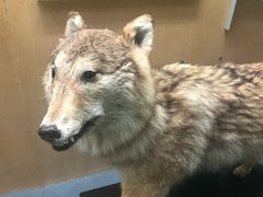 -陕西自然博物馆