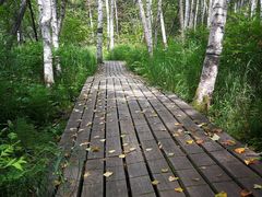 -五营红松林海景区