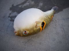 -海堤纪念公园