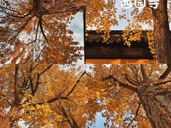 -西园戒幢律寺