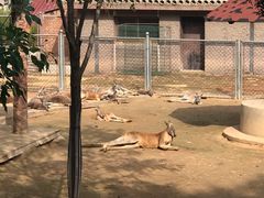 -石家庄市动物园