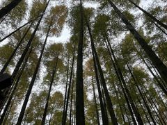 -山王坪喀斯特国家生态公园
